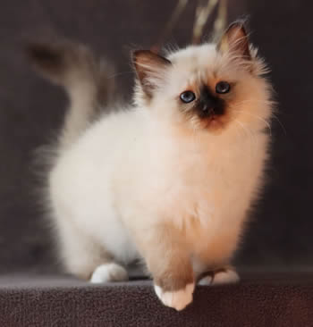 Lena